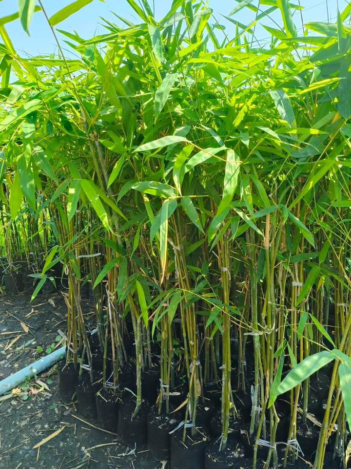 កូនឬស្សីសានមុន