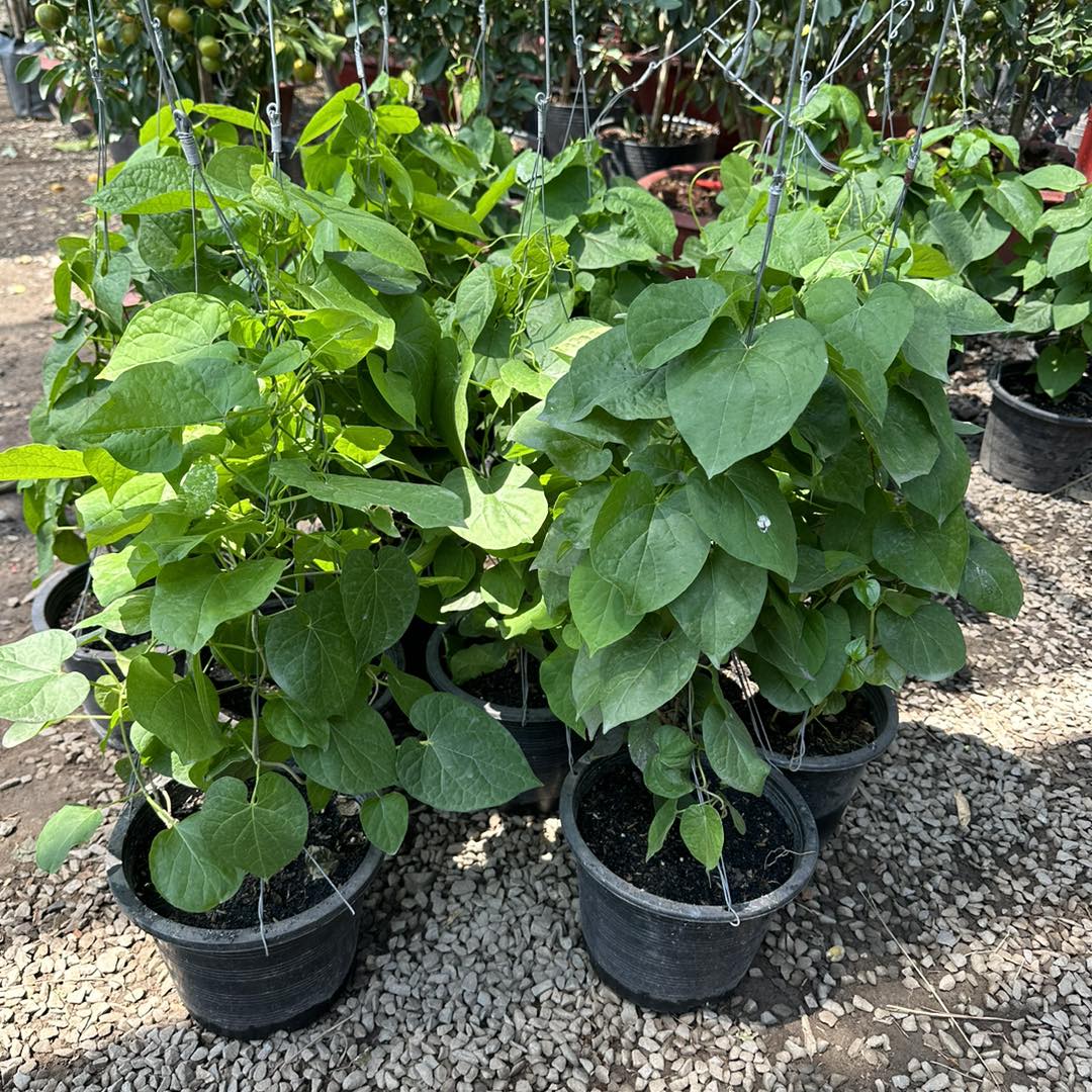 កូនប្រក្រុង​- ធ្វើបង្អែម